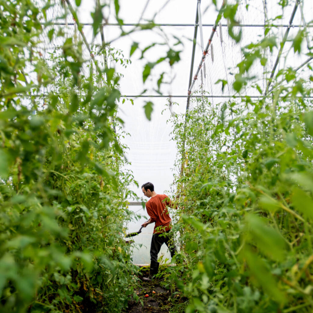A students works in the SAP hoop house.